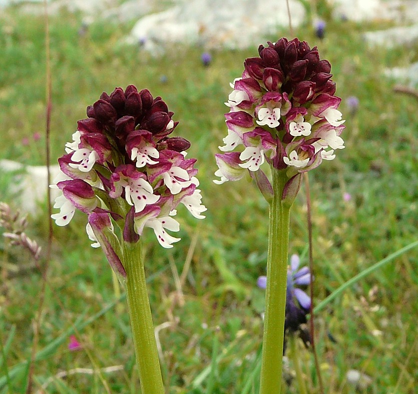 Orchis ustulata